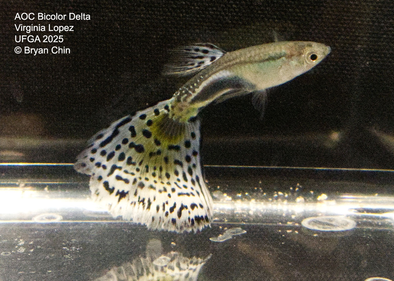 Guppy Bicolor  